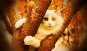 나무위-고양이