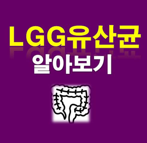  lgg유산균 알아보기