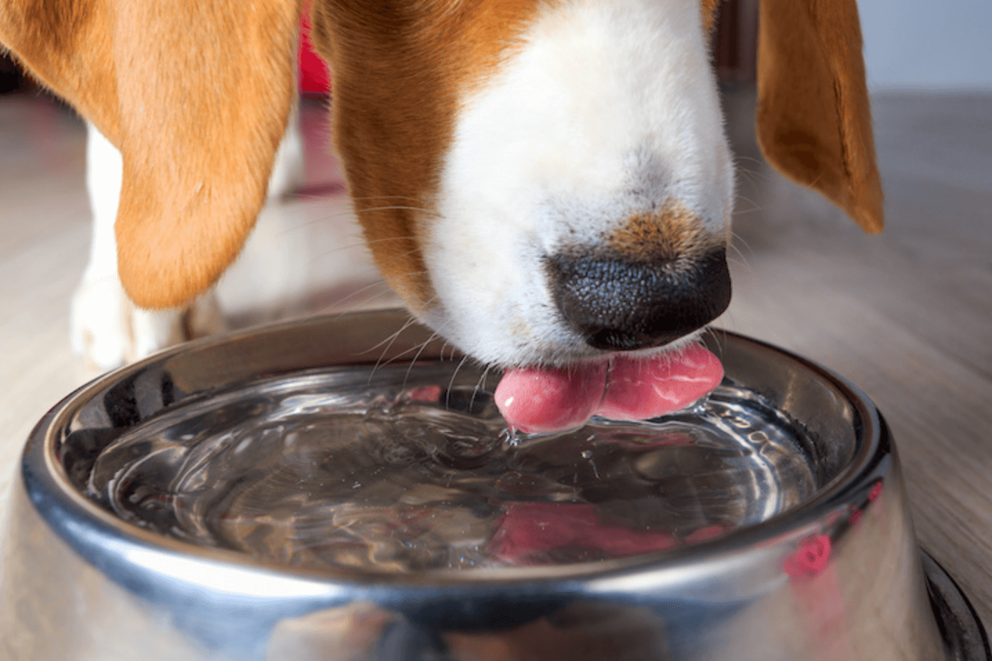 강아지-깨끗한-물