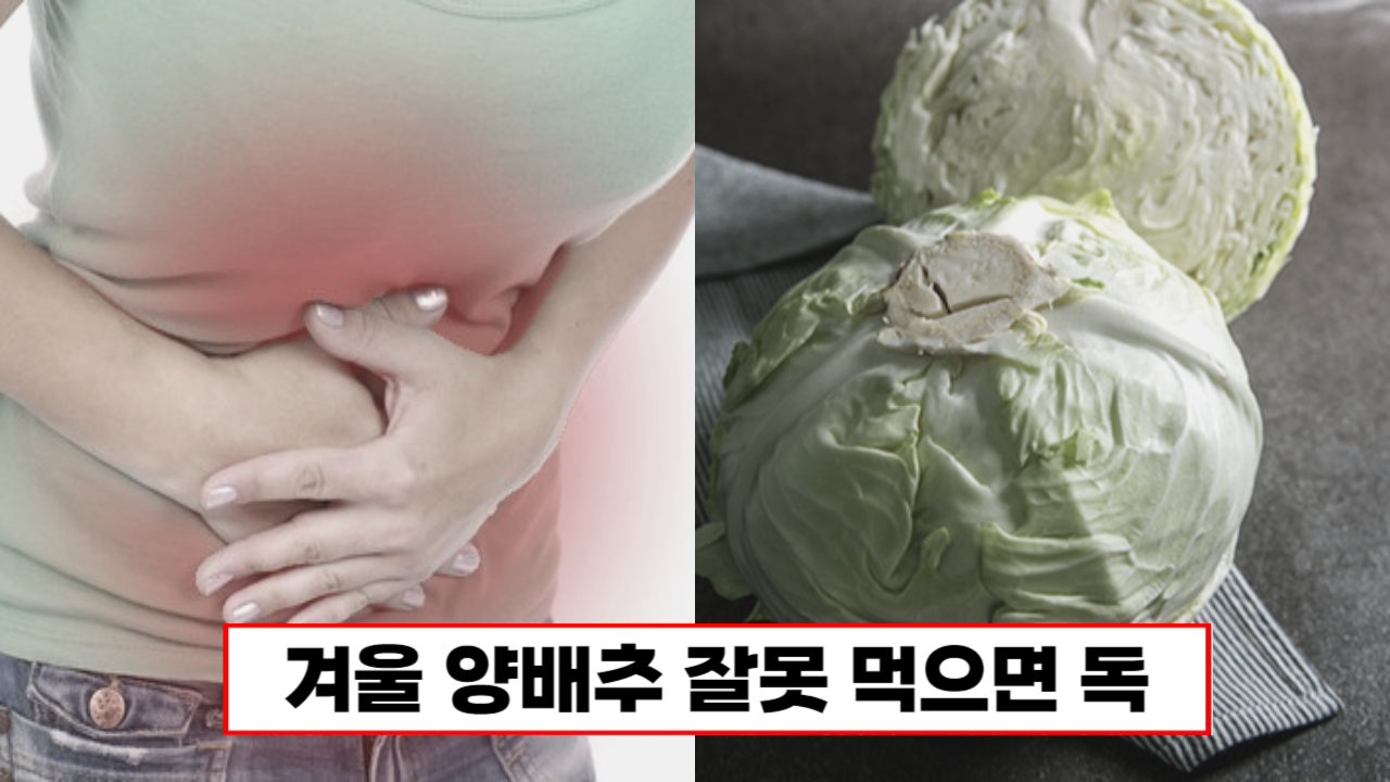 “양배추는 이렇게 드세요” 위장에 좋은 양배추 잘못 먹으면 겨울철 소화불량에 독 입니다