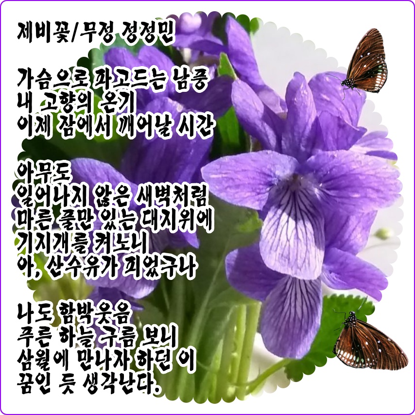 제비꽃 1