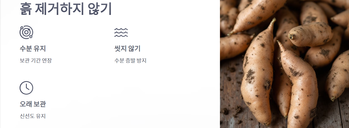 고구마 보관법