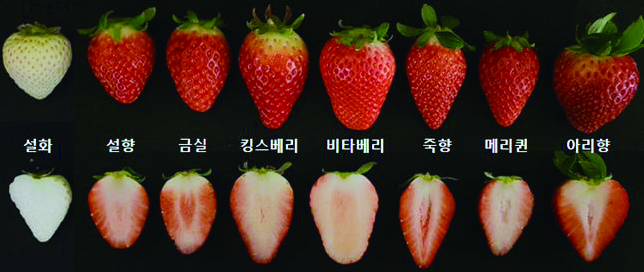 딸기의 품종별 모습