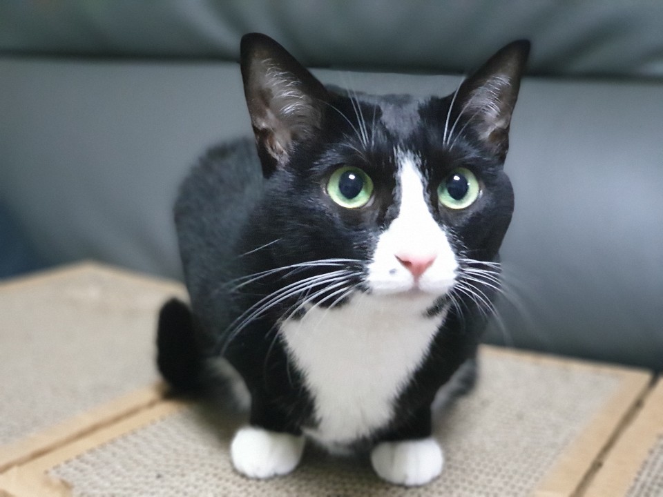  고양이 입양 신중히 고민하세요!