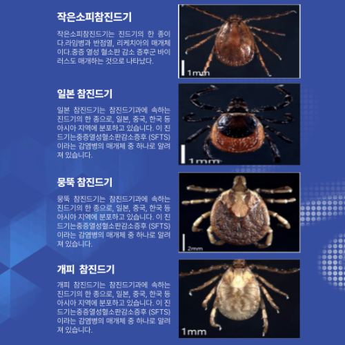 작은소피진드기&#44;일본 참진드기&#44; 뭉뚝참진드기&#44;개피진드기