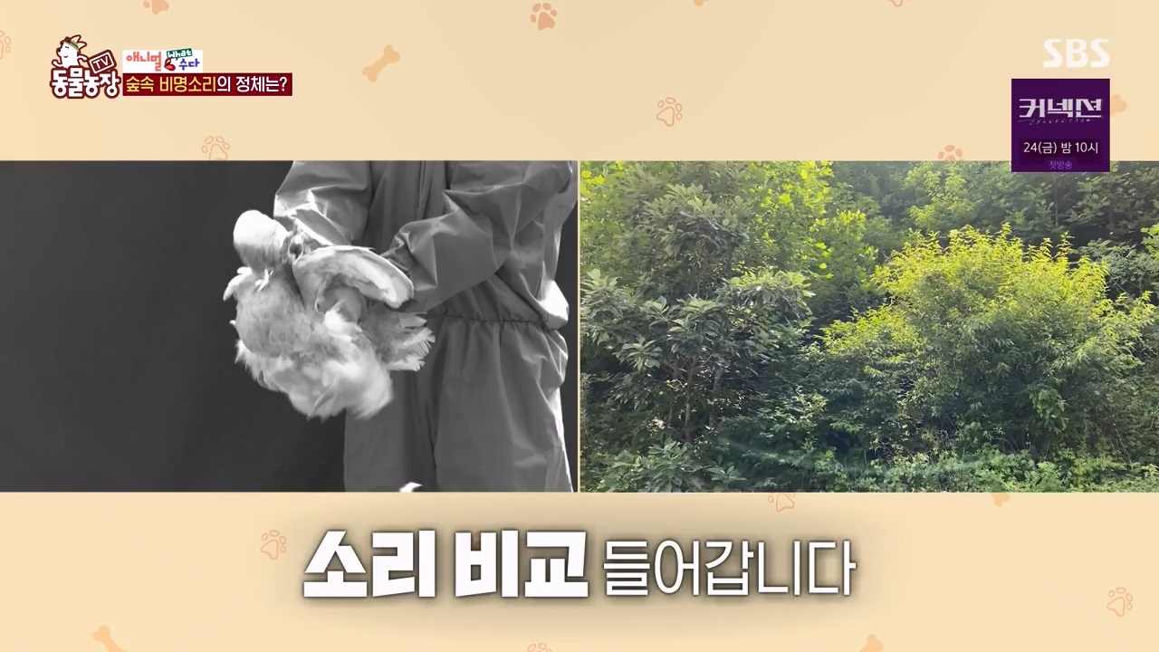 TV 동물농장.E1172.240520p-NEXT.mp4_20240519_165224.285.jpg