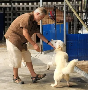 풍산개 분양 가격 수명 성격 장점 단점_22