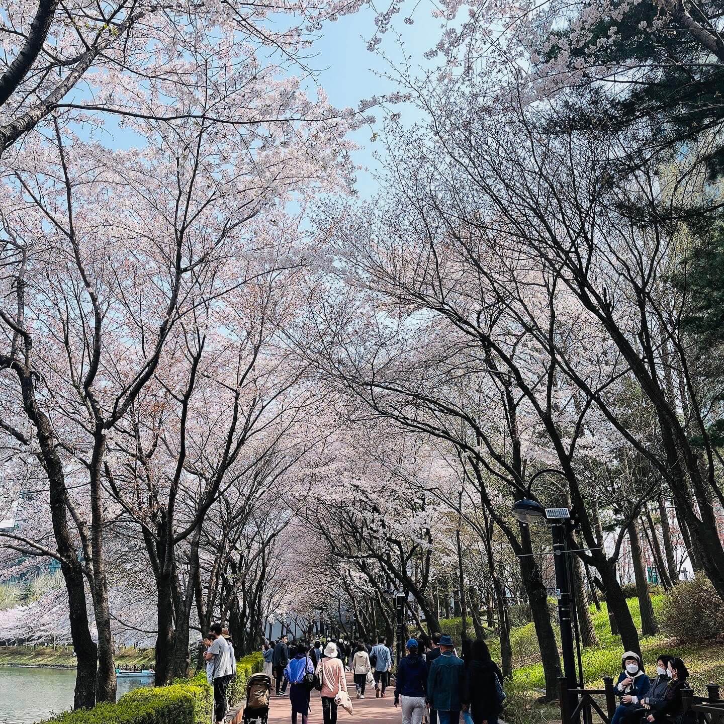  [국내 여행] 석촌 호수 공원에서 벚꽃 놀이와 뜨끈한 국수 거홍면은 어떠실까요? (잠실역, 롯데월드타워 주변 맛집)