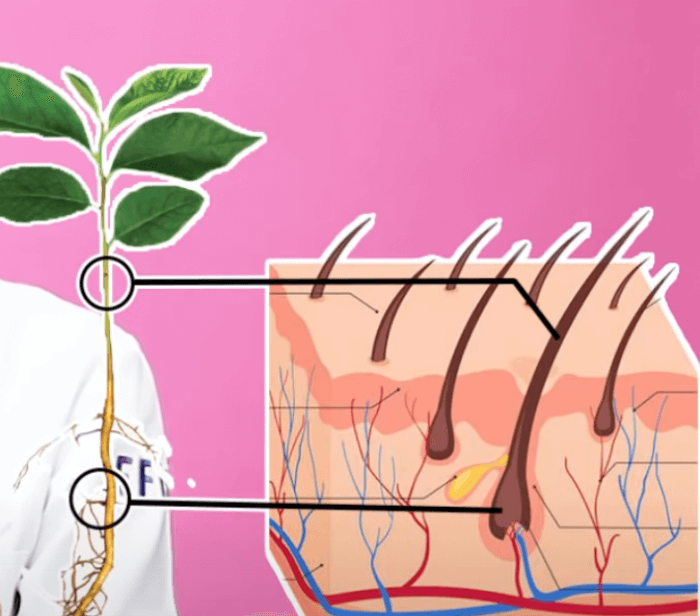 식물의뿌리에-해당하는-모근과-줄기에-해당하는-모발