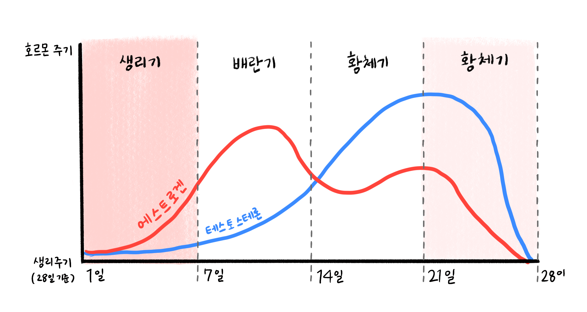 생리전 몸무게는 왜 늘어나는 걸까?