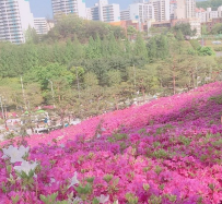 군포시 진달래원