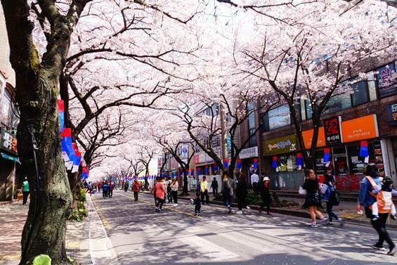 2024 벚꽃 개화 시기 및 축제 일정 안내