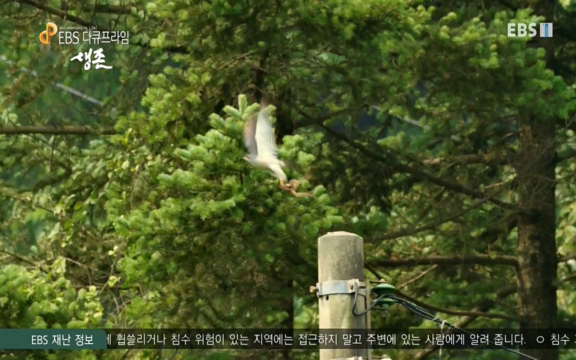 생존 3부_ EBS 다큐프라임_ 220629.avi_20220701_210801.838.jpg