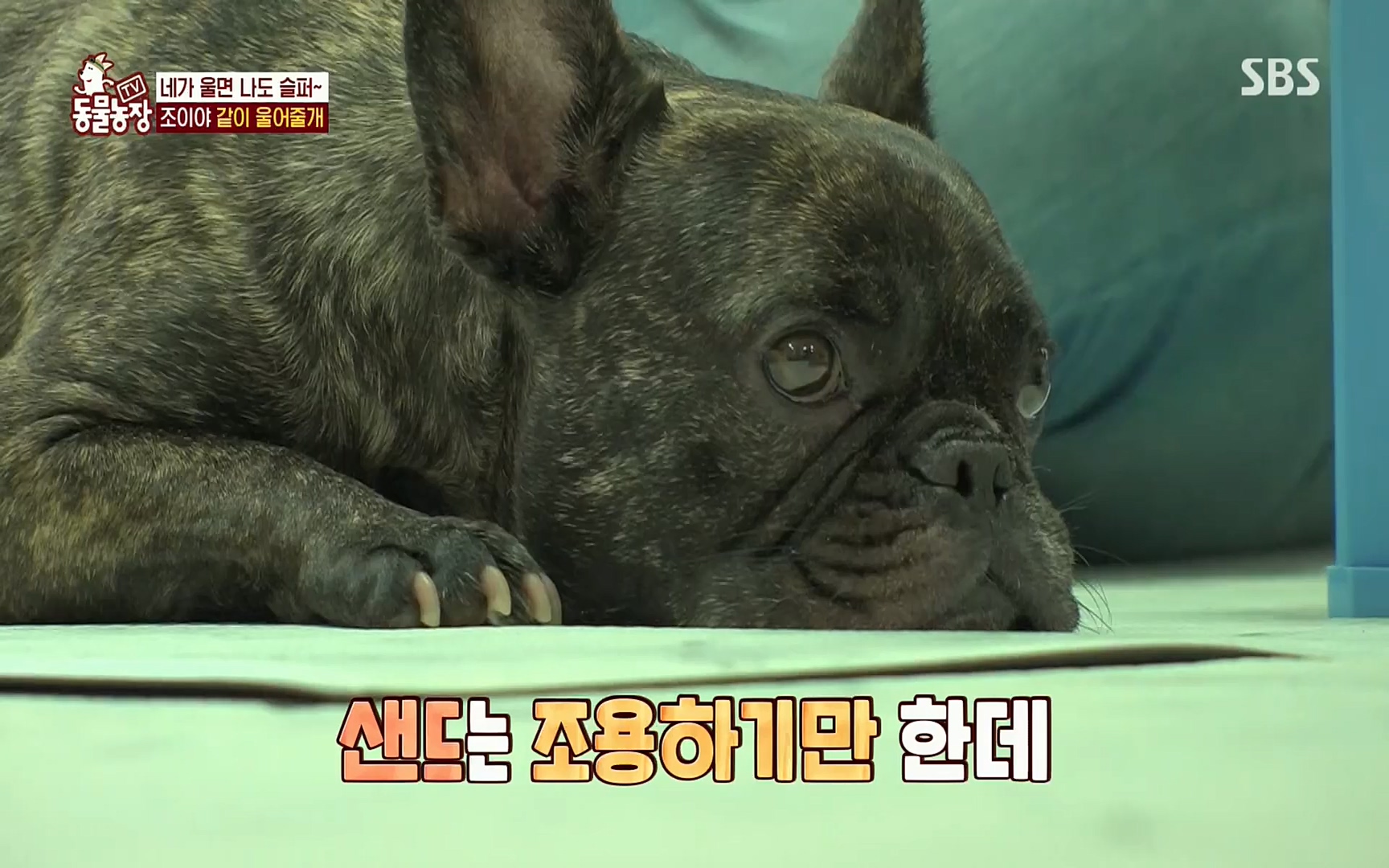 TV 동물농장.E1077.220710p.H264-F1RST.mp4_20220710_175422.773.jpg