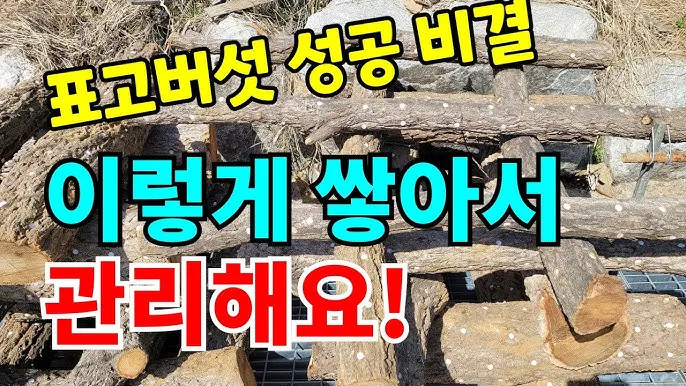 표고버섯 종균 재배법 보관법 및 효능 확인하기_3