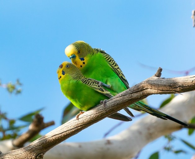 잉꼬(Budgerigar/lorikeet)의 사진(출처-네이버)