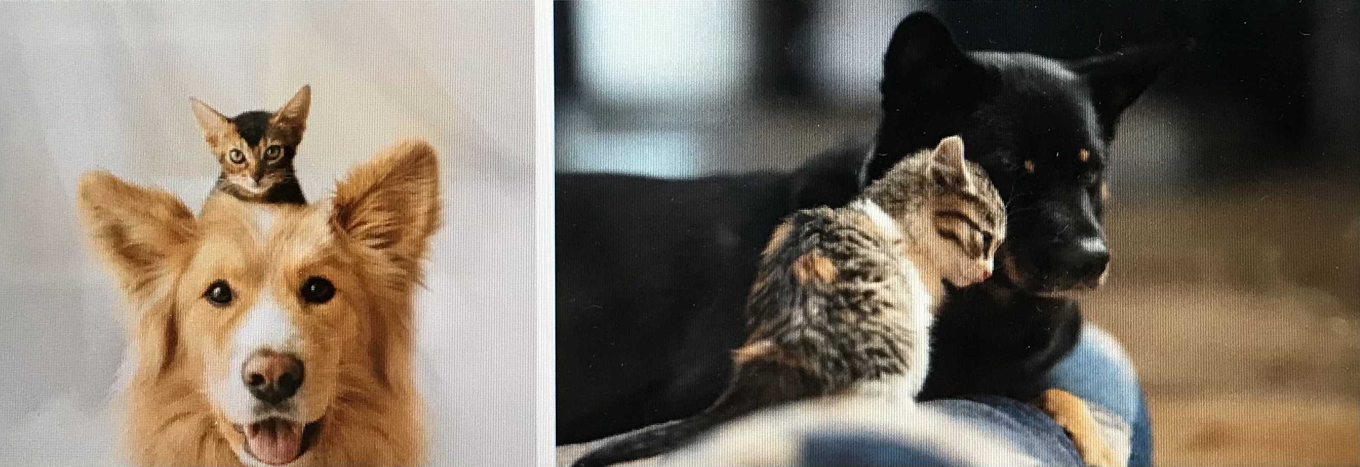  개꿈, 강아지 꿈, 고양이 꿈