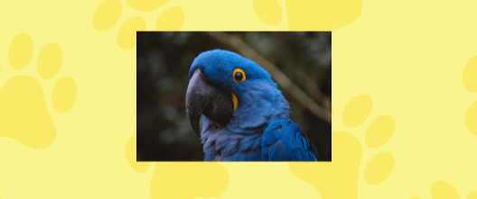 반려동물 보험 가입