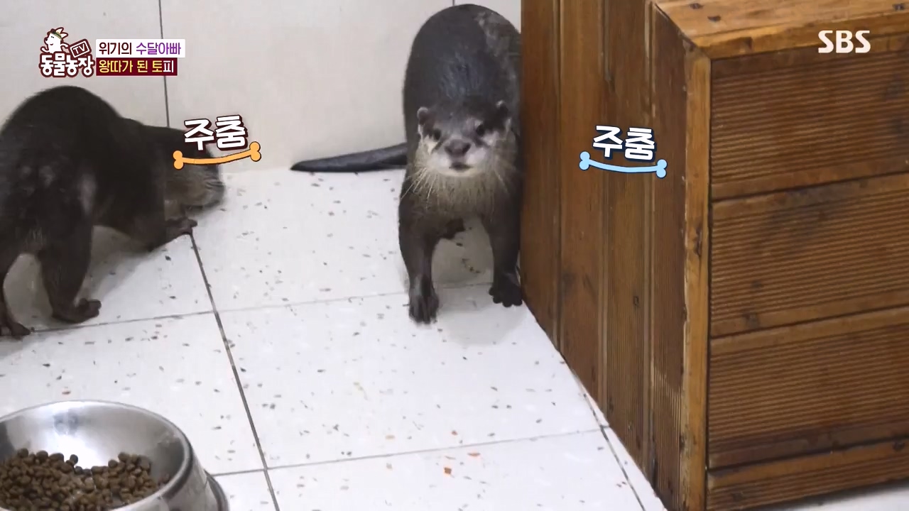 TV 동물농장.E1145.231113p-NEXT.mp4_20231112_173440.804.jpg