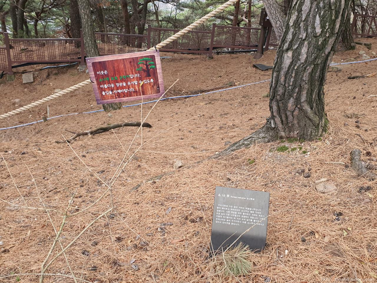 북악산_北岳山_Bukaksan/가는 곳곳에 이렇게 

어떤 나무가 있는지 

나무는 어떤 나무인지

설명되어 있어서 좋았습니다

소나무도 있고