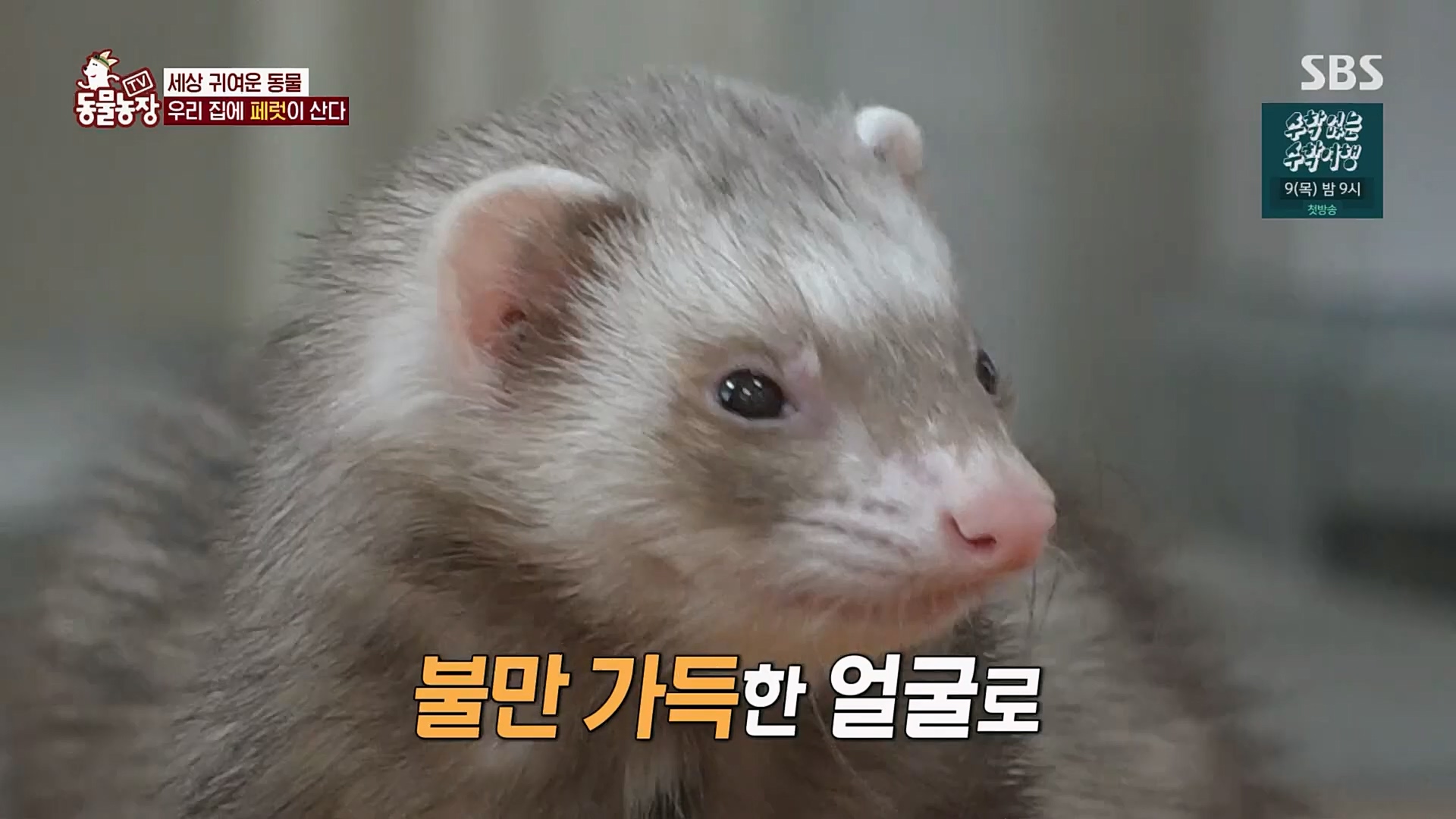 TV 동물농장.E1109.230226p.H264-F1RST.mp4_20230226_161915.723.jpg