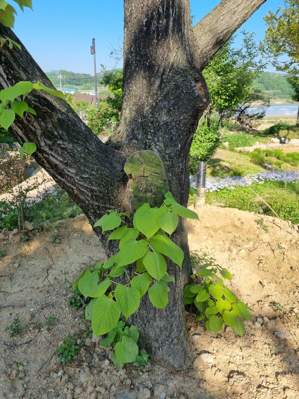  초연당에 사는 보리자나무/염주나무/보리수