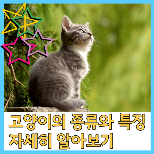  고양이의 종류와 특징 자세히 알아보기