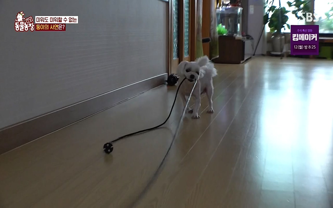 TV 동물농장.E1085.220905p-NEXT.mp4_20220904_173523.883.jpg