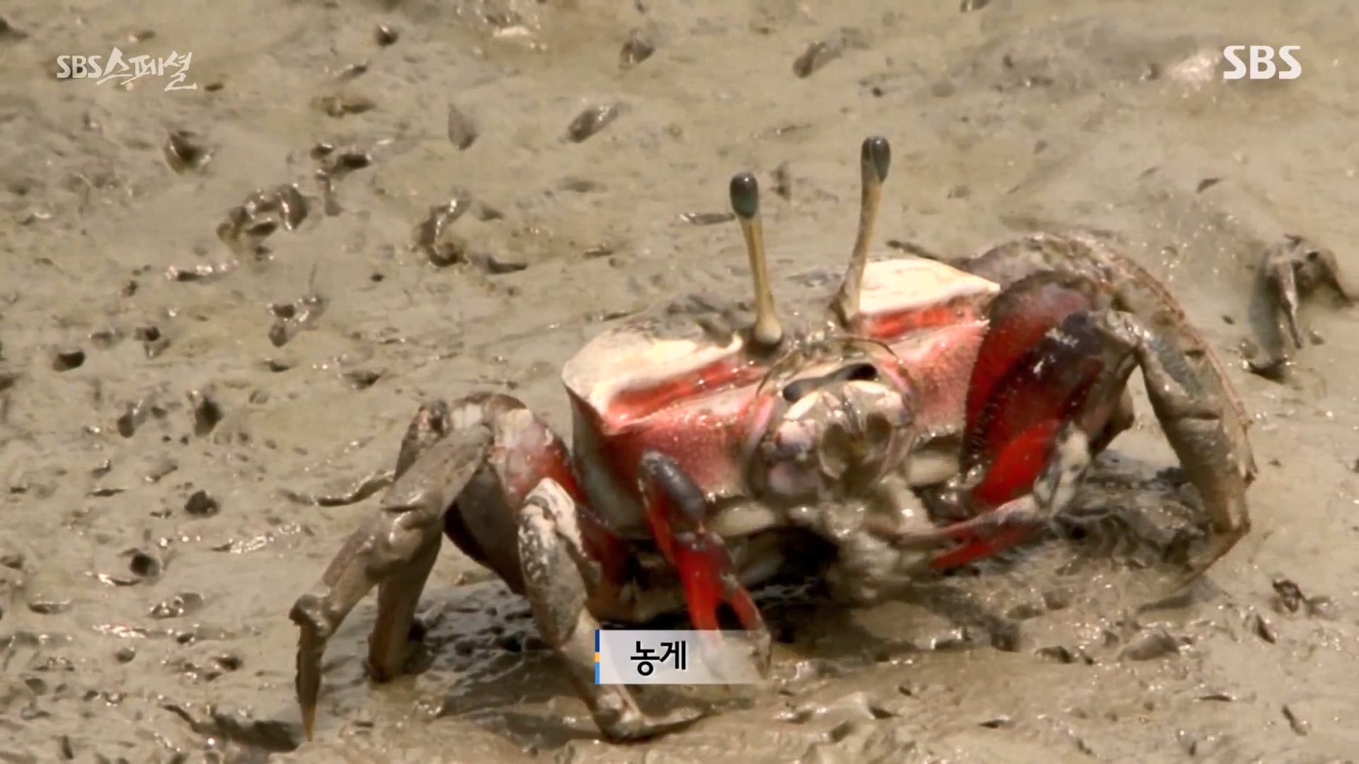 일요특선 다큐멘터리.E344.240310p-NEXT.mp4_20240310_154139.052.jpg