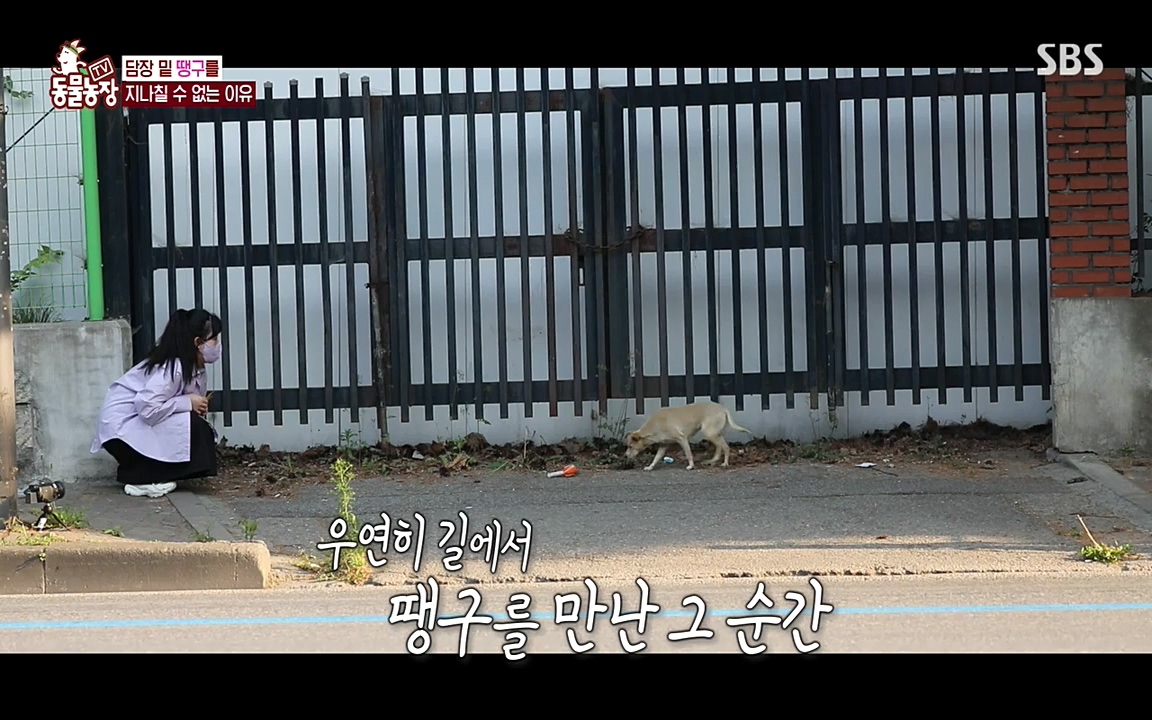 TV 동물농장.E1075.220627p-NEXT.mp4_20220626_175601.009.jpg