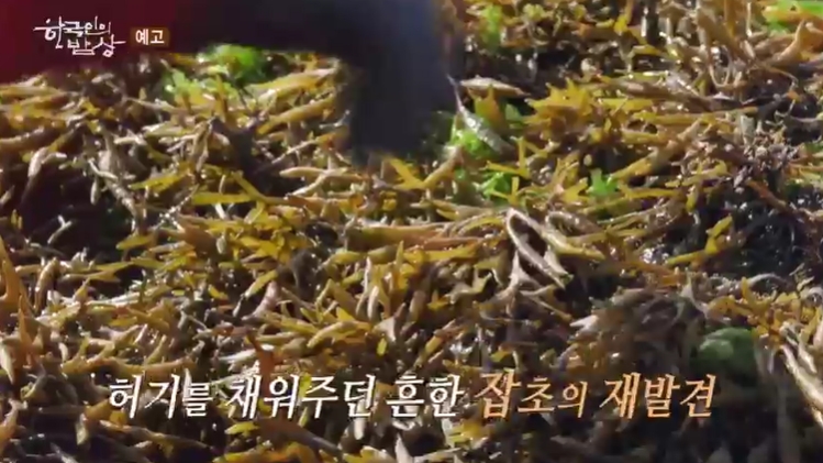 한국인의밥상-진도-조도-동구리마을-톳-뜸부기