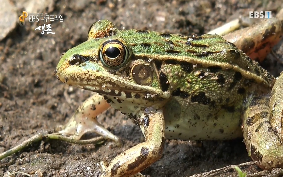 생존 3부_ EBS 다큐프라임_ 220629.avi_20220701_210110.325.jpg
