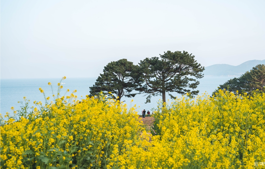 거제 여행, 거제 유채꽃, 거제 여행계획