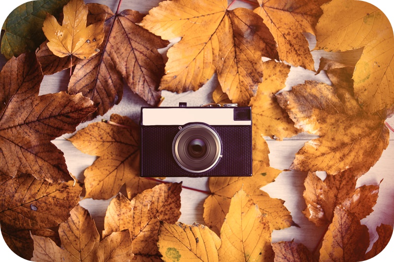 낙엽-사이-카메라