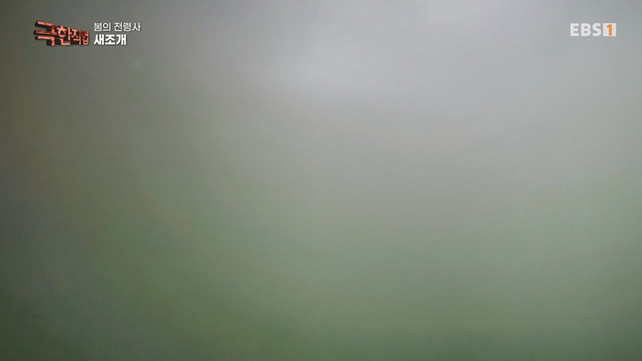 TV - 전 국민의 평생학교 EBS봄의 전령사! 새조개, 미나리, 주꾸미.mp4_20240316_171245.912.jpg