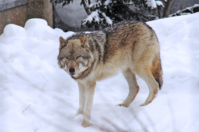 사냥을 하려고 위협하는 늑대