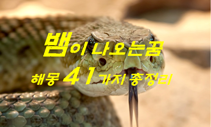  뱀꿈 해몽 41가지 총정리