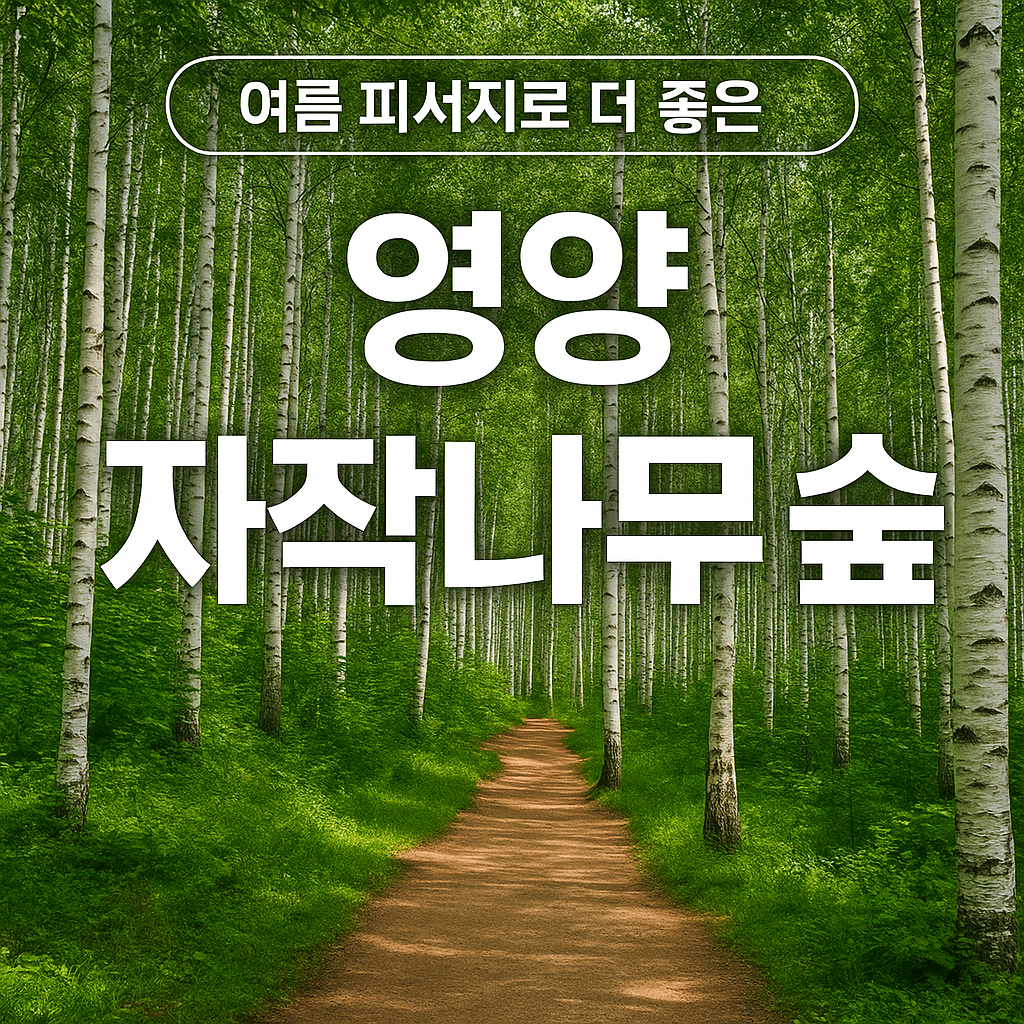 영양 자작나무 숲 여행 추천