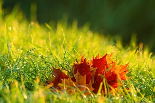 풀밭 위에 쌓여있는 단풍잎들