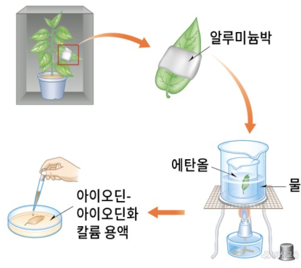 녹말 확인 실험