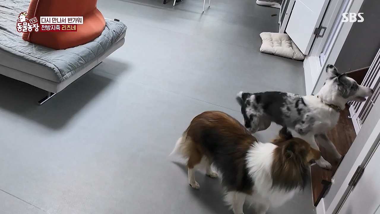 TV 동물농장.E1174.240603p-NEXT.mp4_20240602_155734.206.jpg