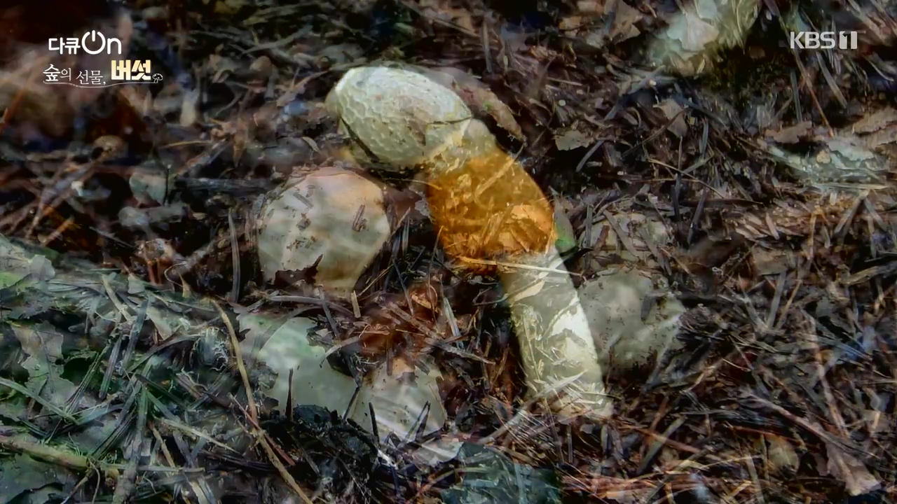 다큐 온.E227.231120p-NEXT.mp4_20231121_201829.462.jpg