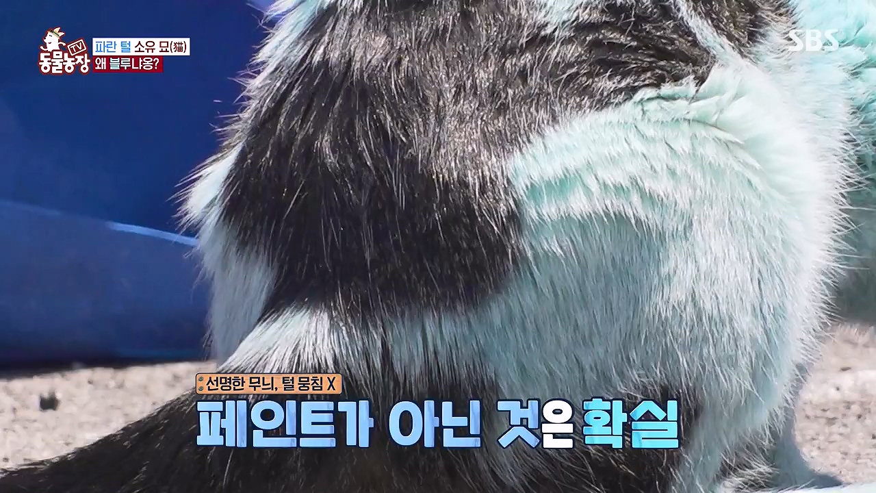 TV 동물농장.E1177.240624p-NEXT.mp4_20240623_163735.439.jpg