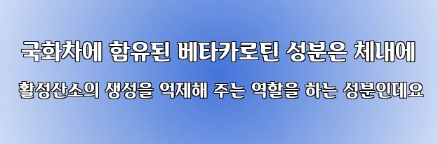  국화차에 함유된 베타카로틴 성분은 체내에 활성산소의 생성을 억제해 주는 역할을 하는 성분인데요