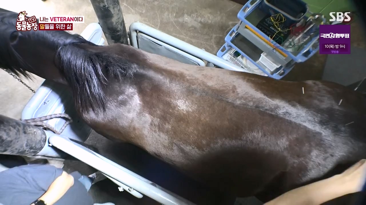 TV 동물농장.E1132.230807p-NEXT.mp4_20230806_164233.186.jpg