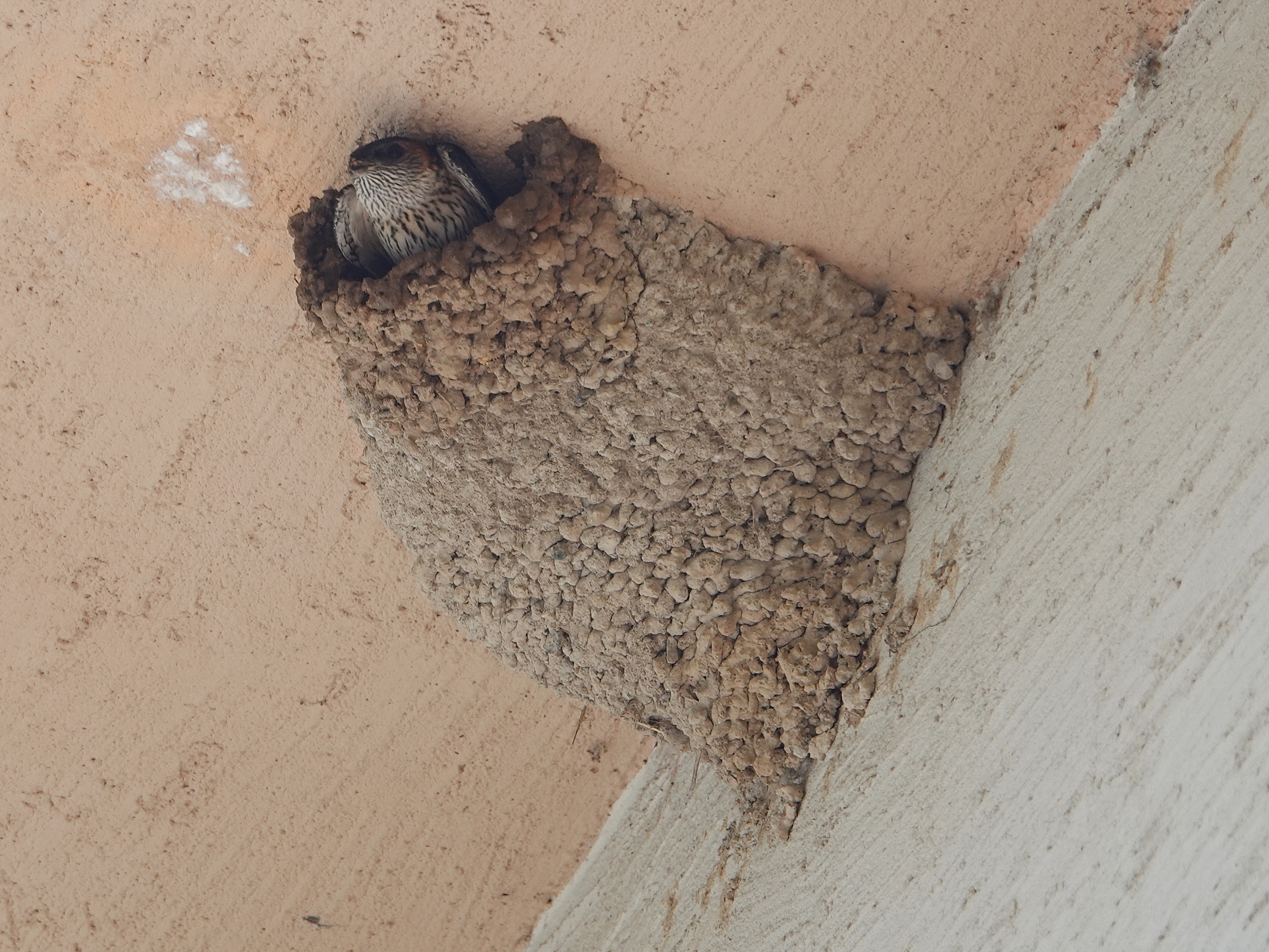  [제비과] 귀제비(Red-rumped Swallow)가 학교에 왔다.