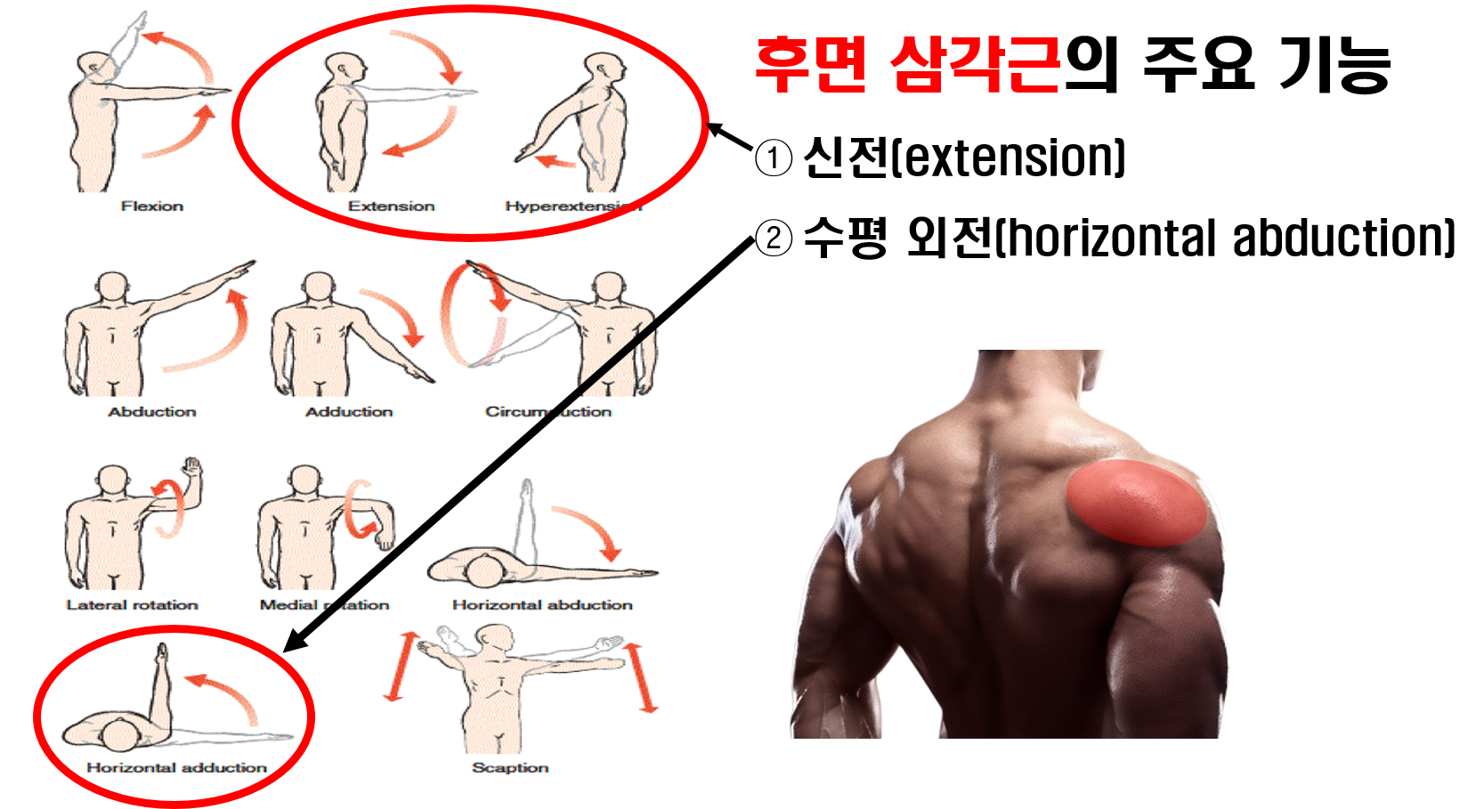  후면 삼각근, 어깨 근육 모양을 완성하는 운동 루틴