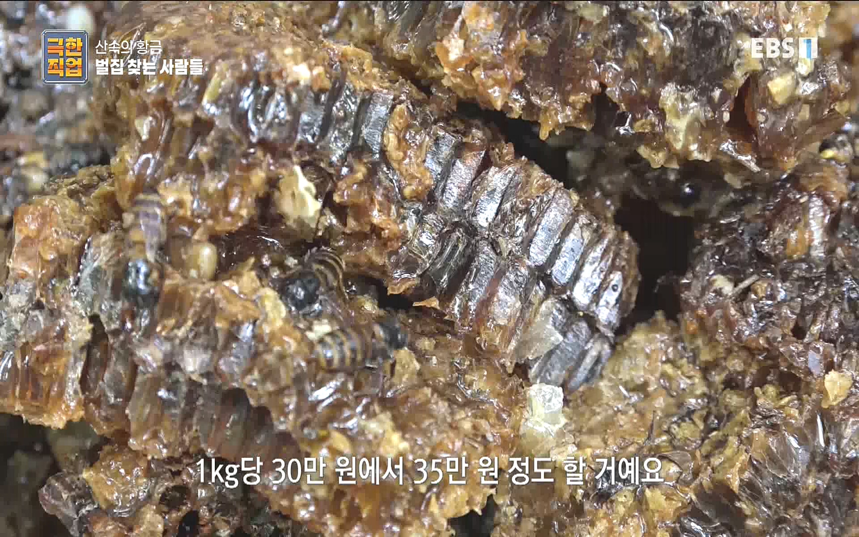 벌집 찾는 사람들.mp4_20221006_212357.764.jpg
