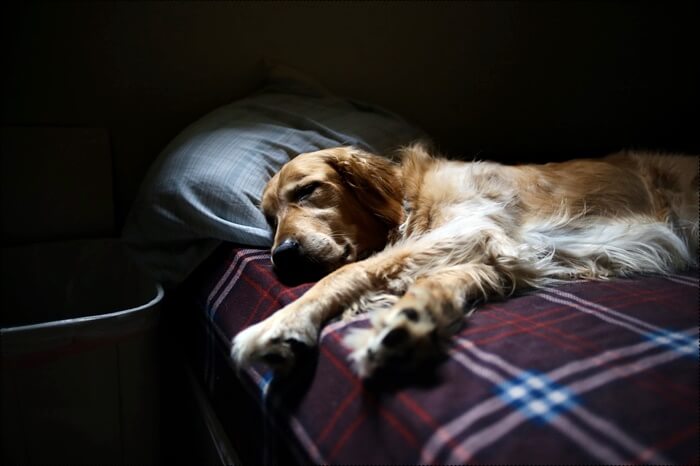 강아지가 체크무늬 담요가 있는 침대 위에서 자고 있다.