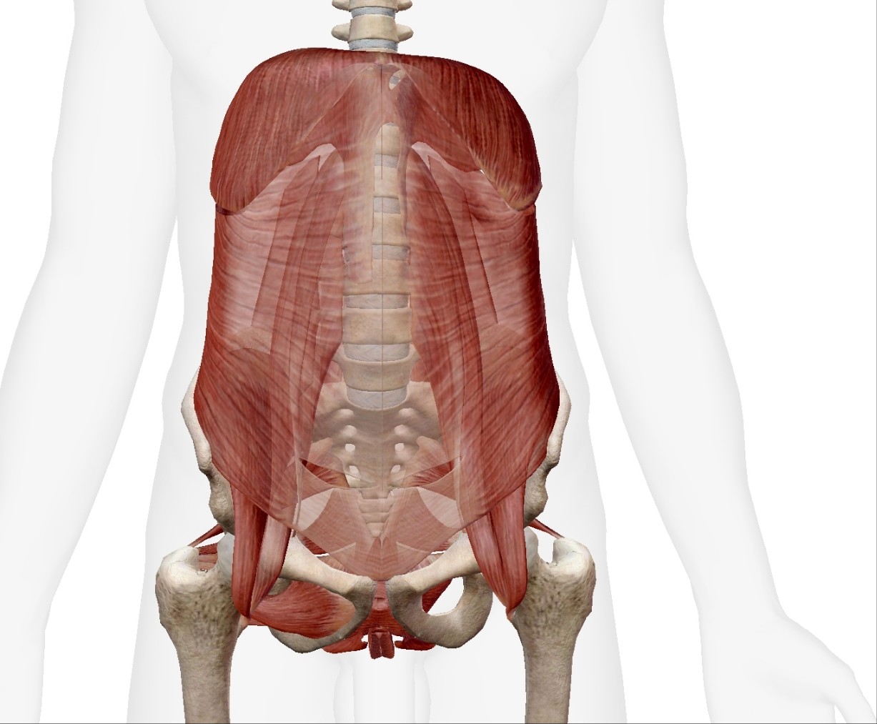  TPC_흉곽골반통구조(Thoraco Pelvic Canister)에 대해 알아보자. #Core #코어